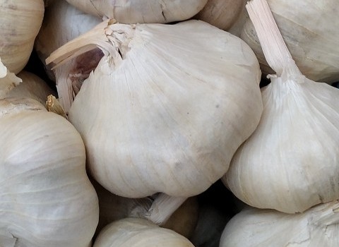 تصویر 3 از قیمت خرید سیر تازه کیلویی + فروش ویژه